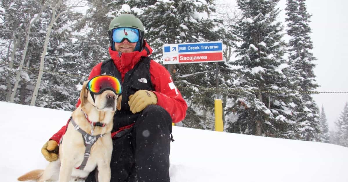 Everything You Ever Wanted To Know About Ski Patrol Dogs