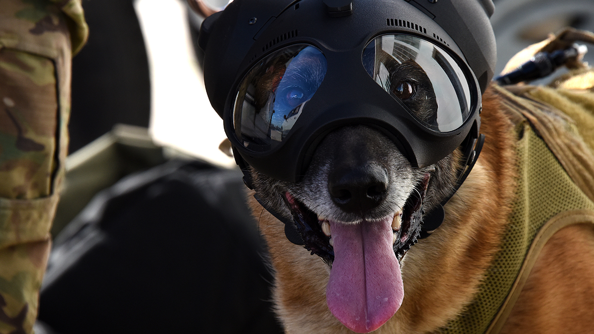 Four Legged Fighters US DOD
