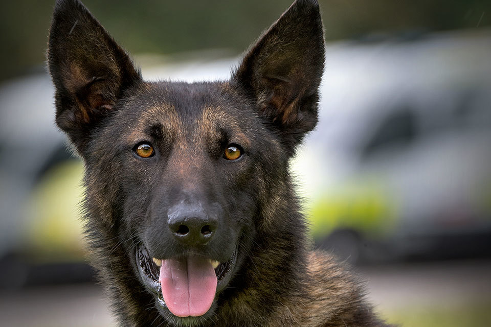 Explosive detection dogs introduced in British airports to screen cargo