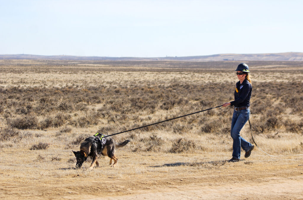 Going to the Dogs: Sniffing Out Pipeline Leaks