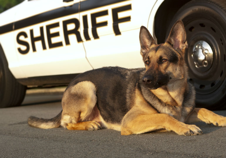 Gov. DeSantis signs measure providing health care funds for retired police dogs