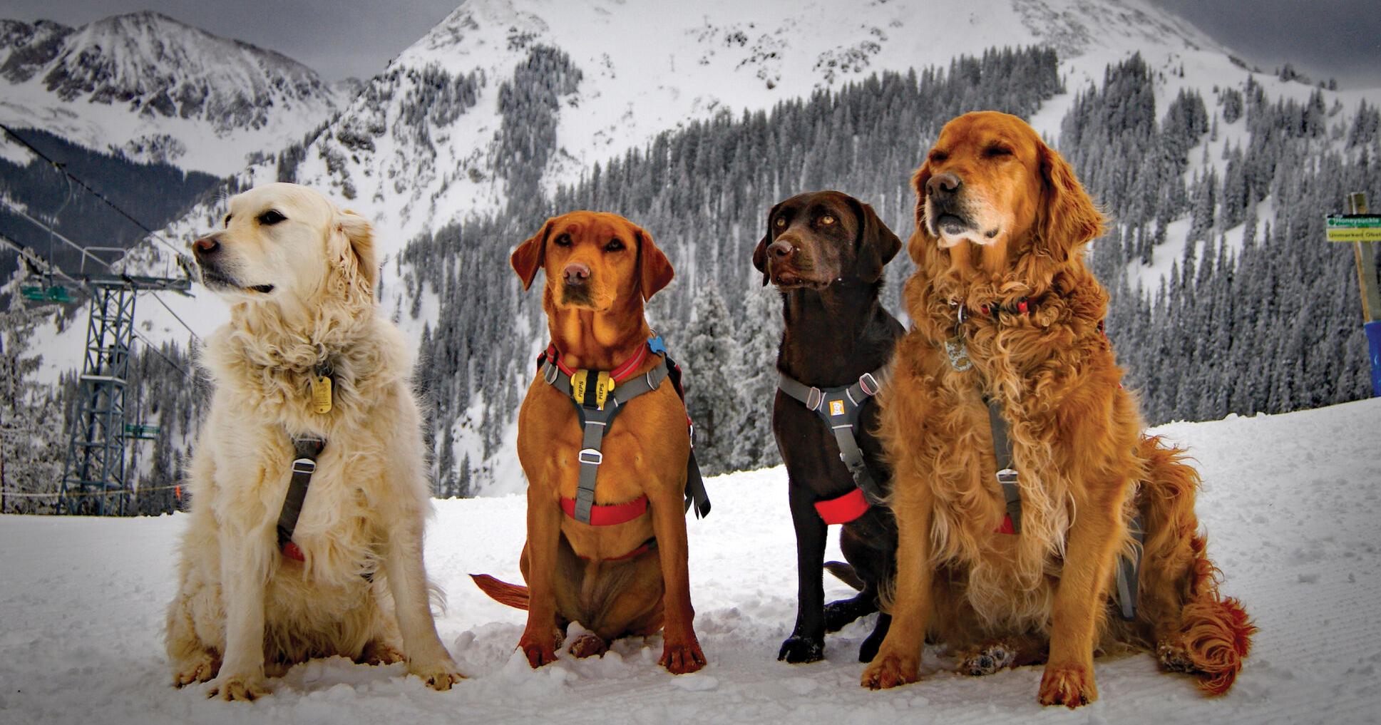 Helping save lives: Taos Avalanche Rescue Dogs