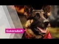 Hero Dogs Extraordinary Dogs