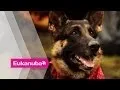 Hero Dogs   Extraordinary Dogs