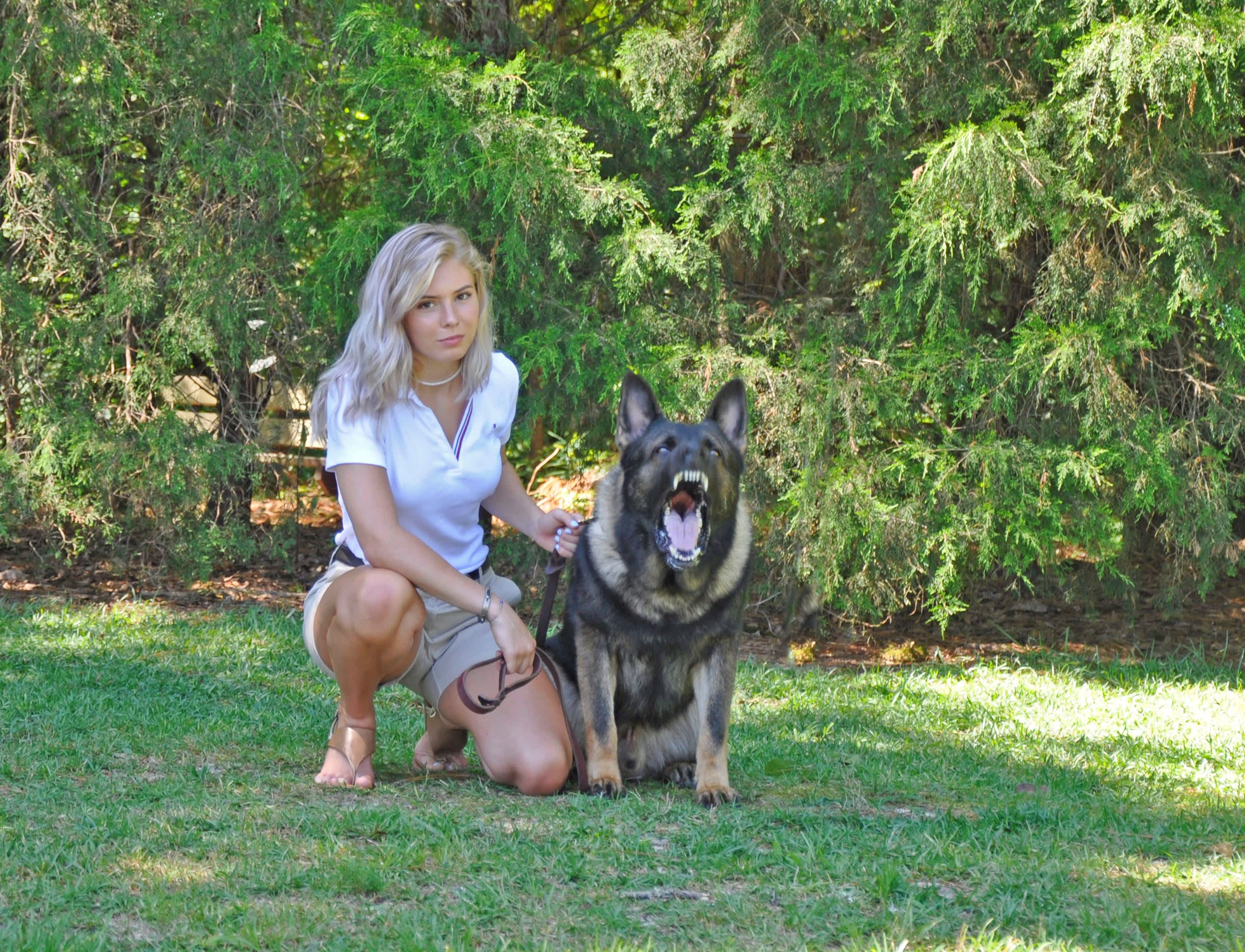 Harrison K-9's highly trained security dogs can cost six figures