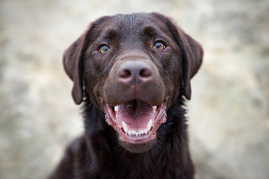 Impact of stress, temperament on working dogs to be explored in new research