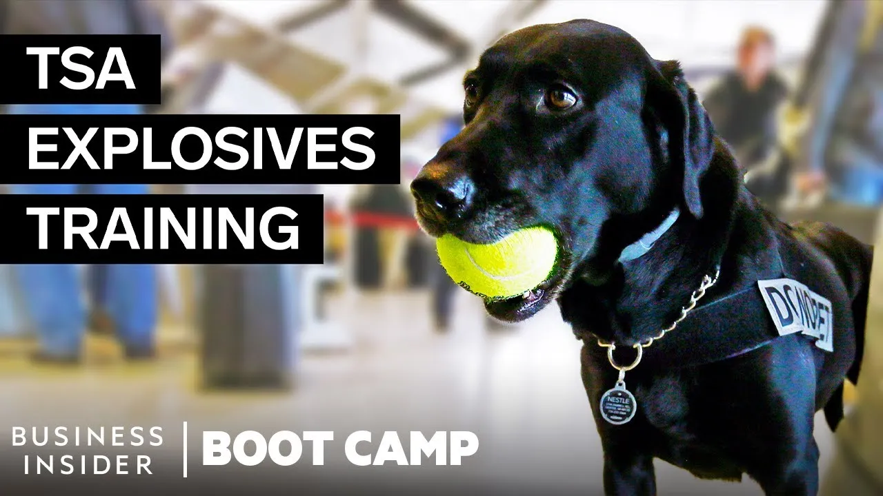 How TSA Bomb-Sniffing Dogs Are Trained | Boot Camp