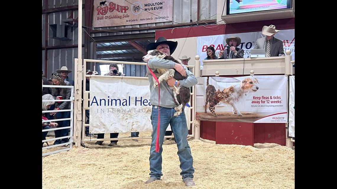 In 2018, this Idaho man sold a cattle dog for $30K. He just shattered his own record