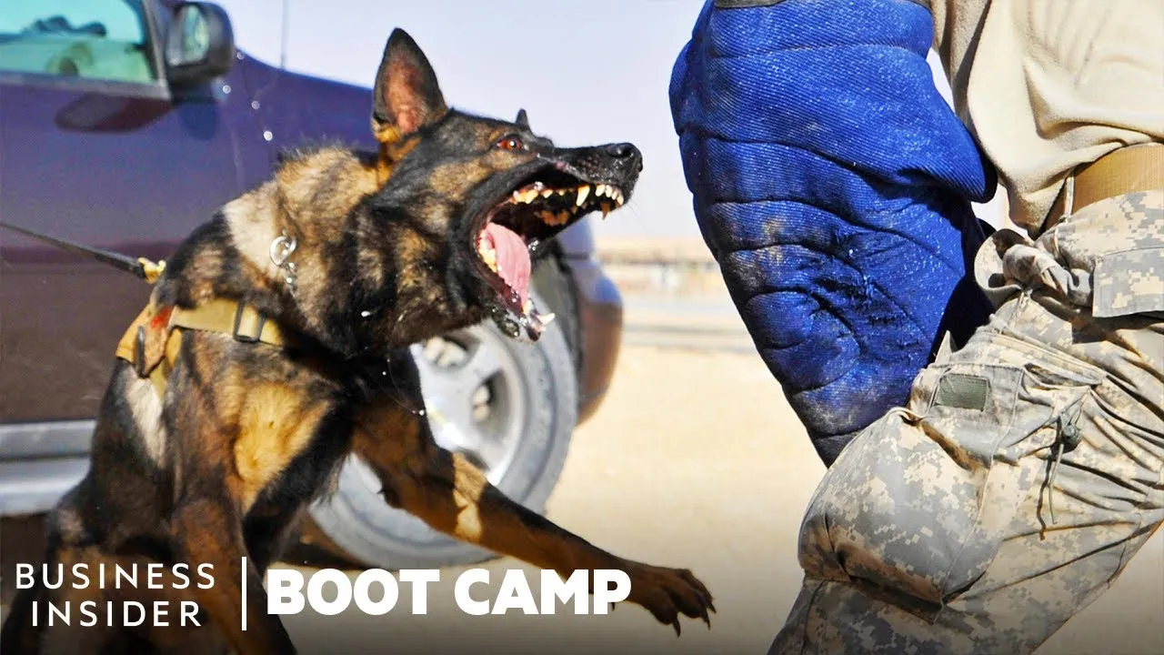 How Military Dogs Are Trained | Bootcamp Insider News