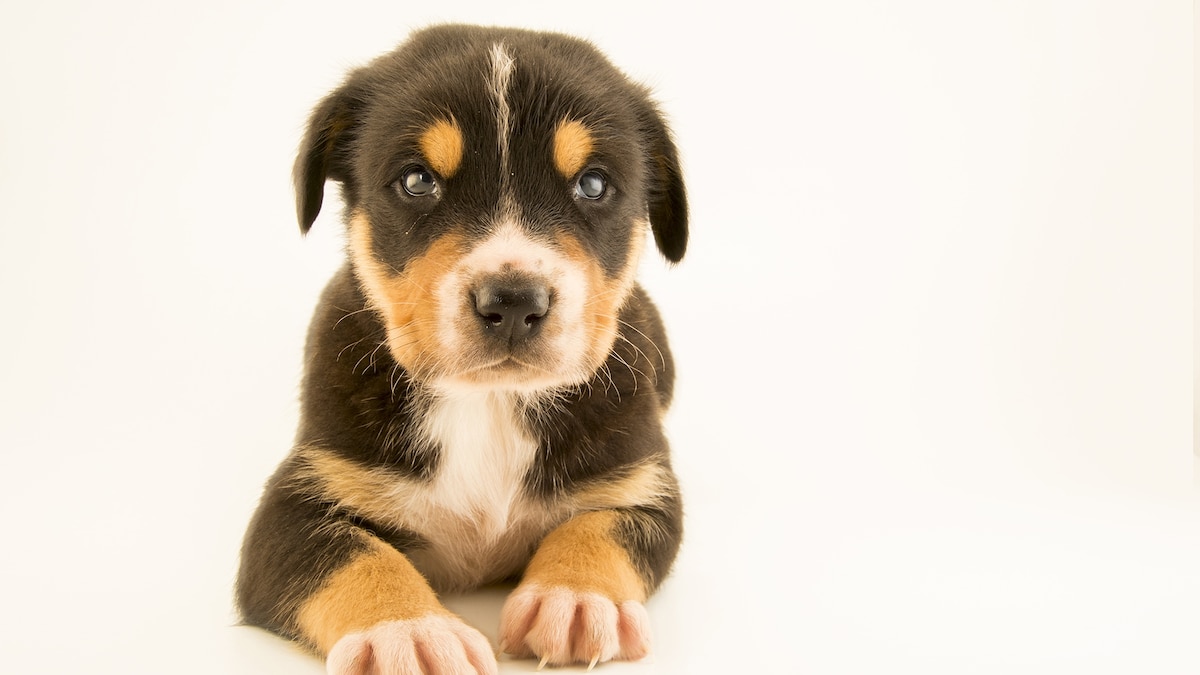 How search-and-rescue dogs find survivors