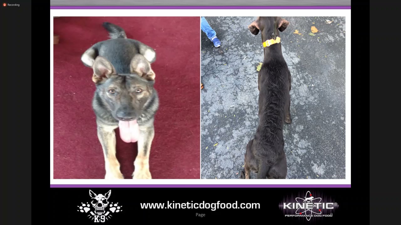 K9 Nutrition for the Working Dog w/Kinetic Dog Food Co-Founder Dave Dourson