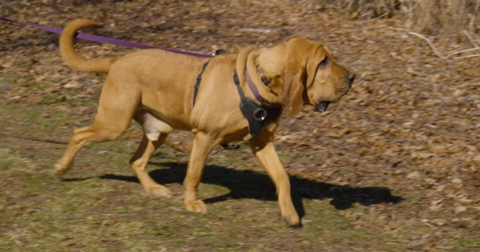 K9 search & rescue training held at Landis Woods