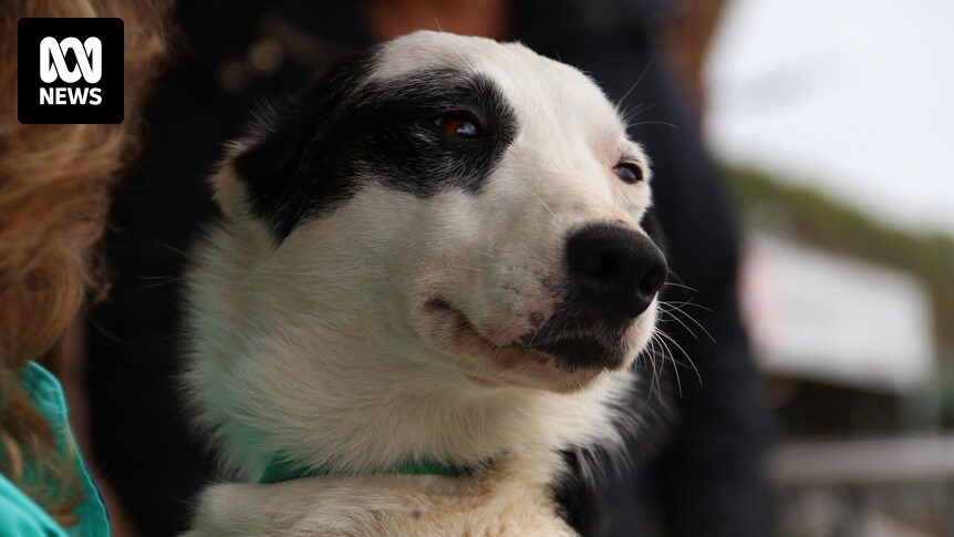 Koroit Sheepdog Championships draws 300 working dogs from across Australia