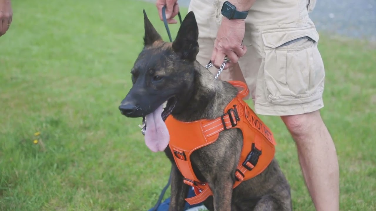 Meet the new K9 dogs for the Badger car ferry