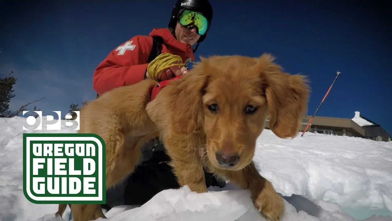 Meet the avalanche rescue dogs of Mount Bachelor