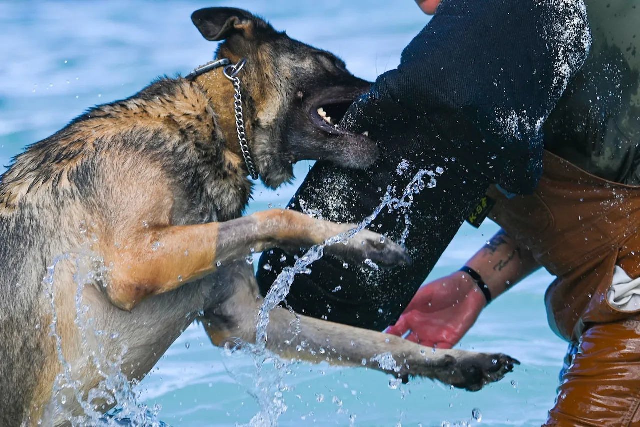 Military Working Dogs Double Down to Defend