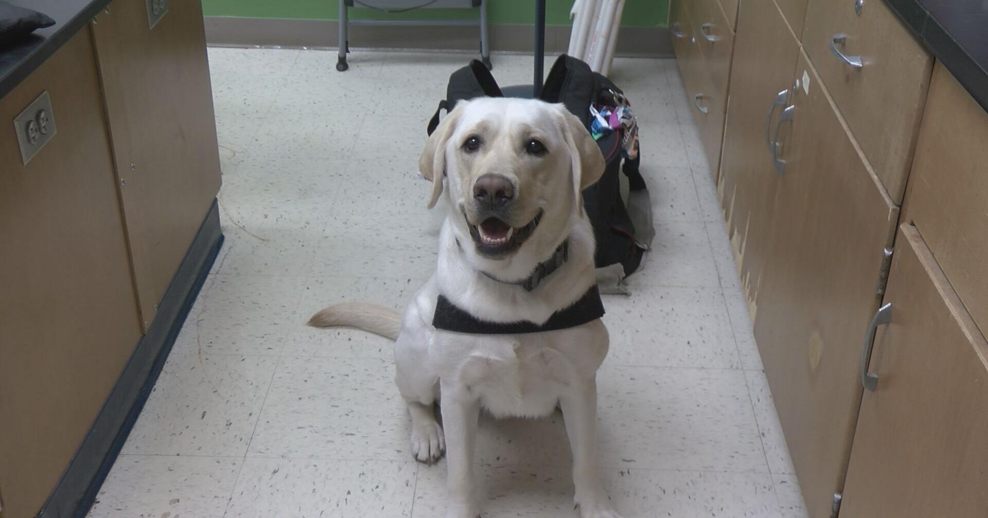 Local K9 sniffs for electronic evidence