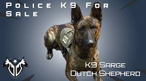 Meet Johnny the Dutch Shepherd Police Dog