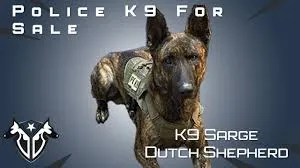 Meet Johnny the Dutch Shepherd Police Dog