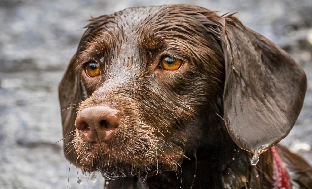 Meet Roo, the specially trained dog who uses scent to find vulnerable missing people as quickly as possible