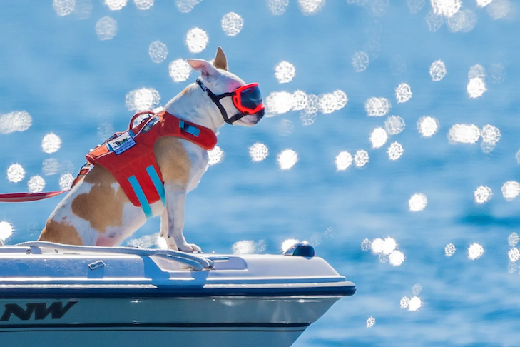 Meet Eba, a Dog Whose Job Is to Sniff Out Whale Poop