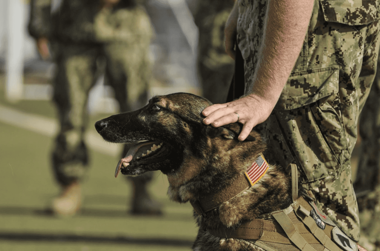 Navy using therapy dogs to stem rising suicide rate