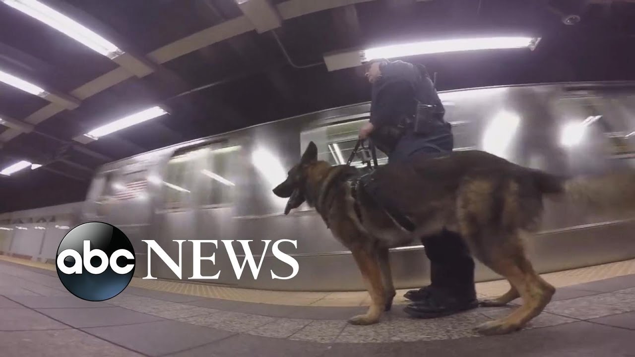 NYPD Offers a Firsthand Look at the Life of a K9 Officer