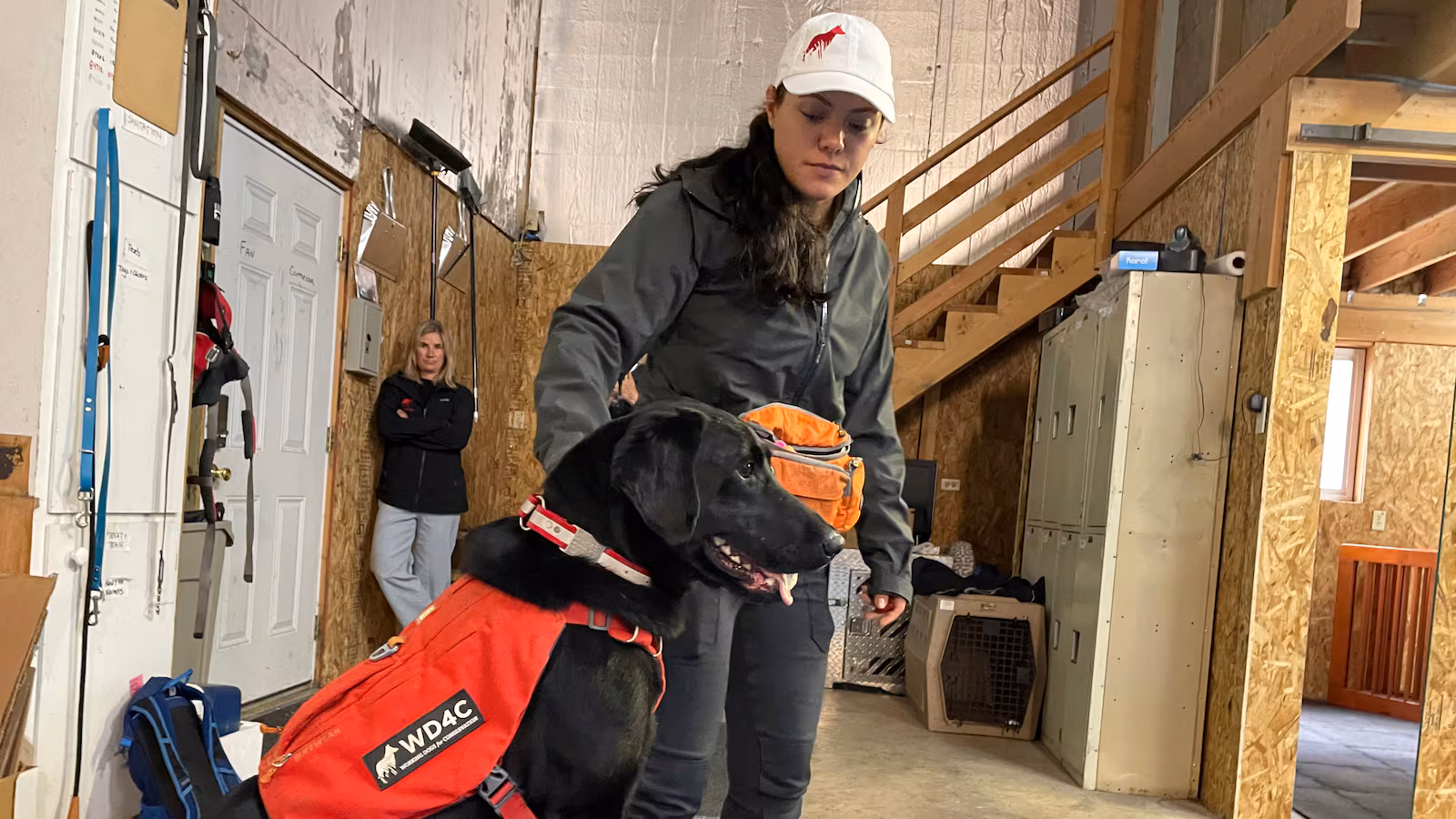 Montana’s Blackfeet Tribe to use dogs to sniff out disease and contaminants