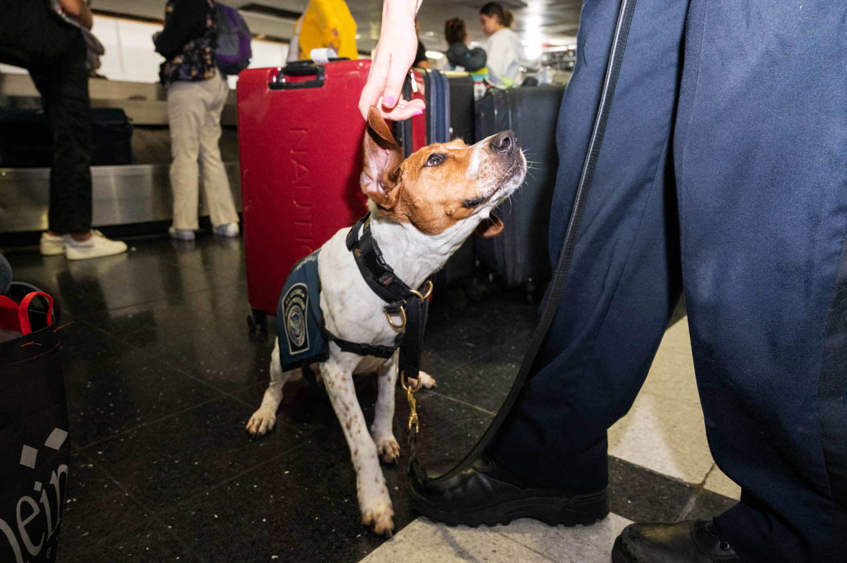 O’Hare Airport’s Beagles Are The Best In The Biz At Sniffing Out Illegal Food