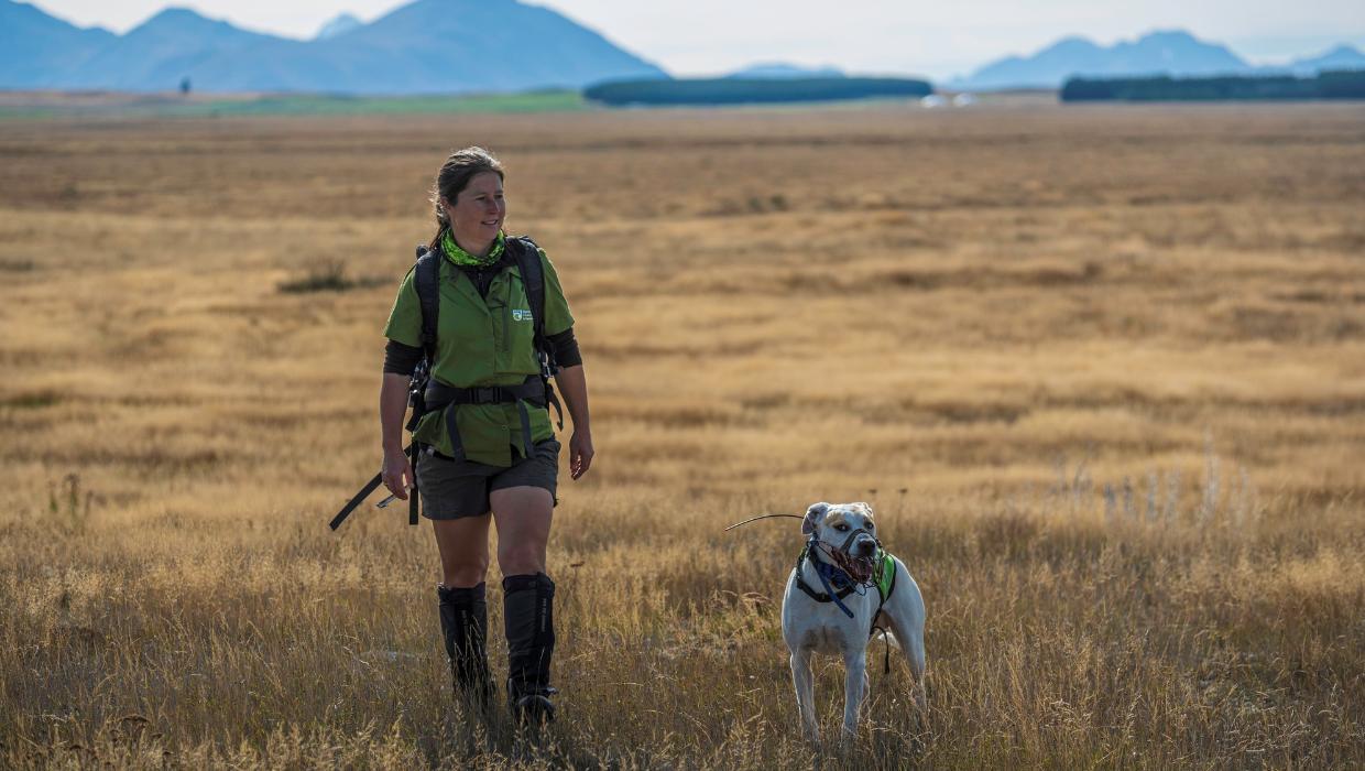 New Zealand's only certified hedgehog detection dog hits the beat