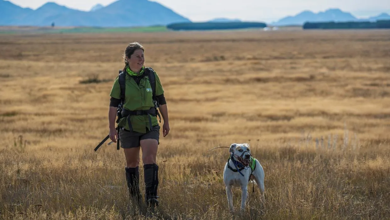 New Zealand's only certified hedgehog detection dog hits the beat