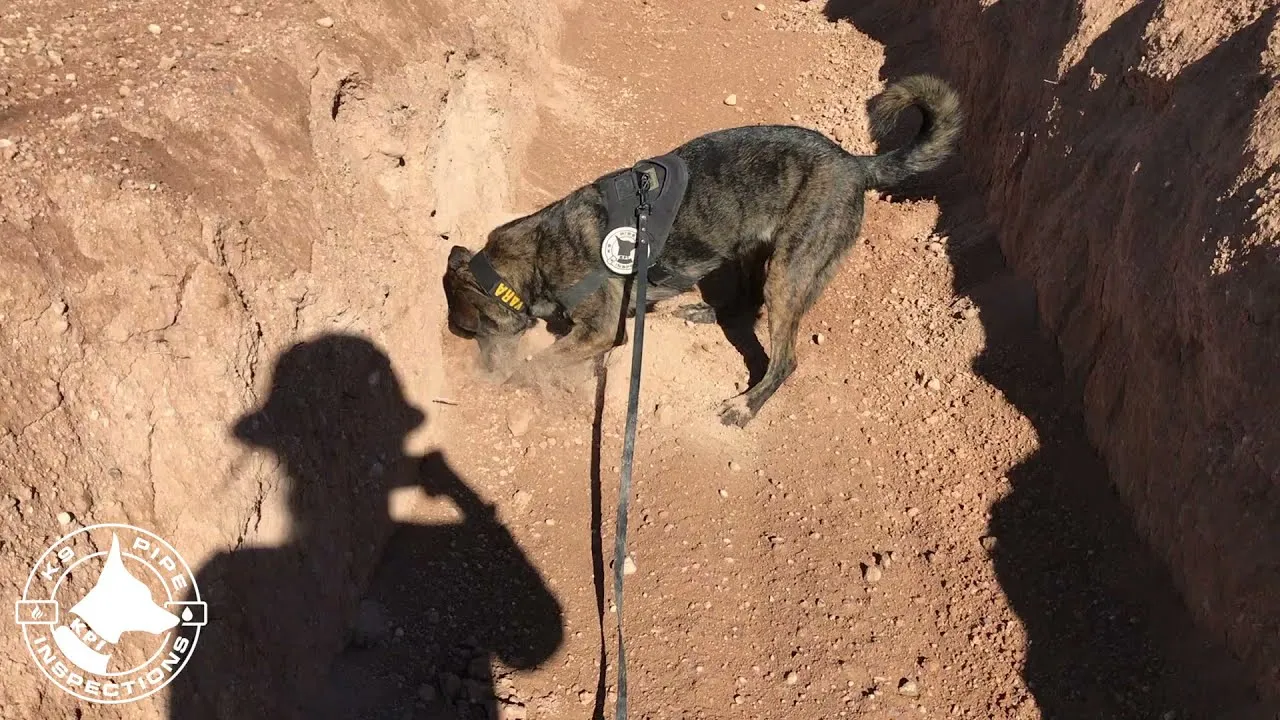 Pipeline leak detection dogs working in West Texas