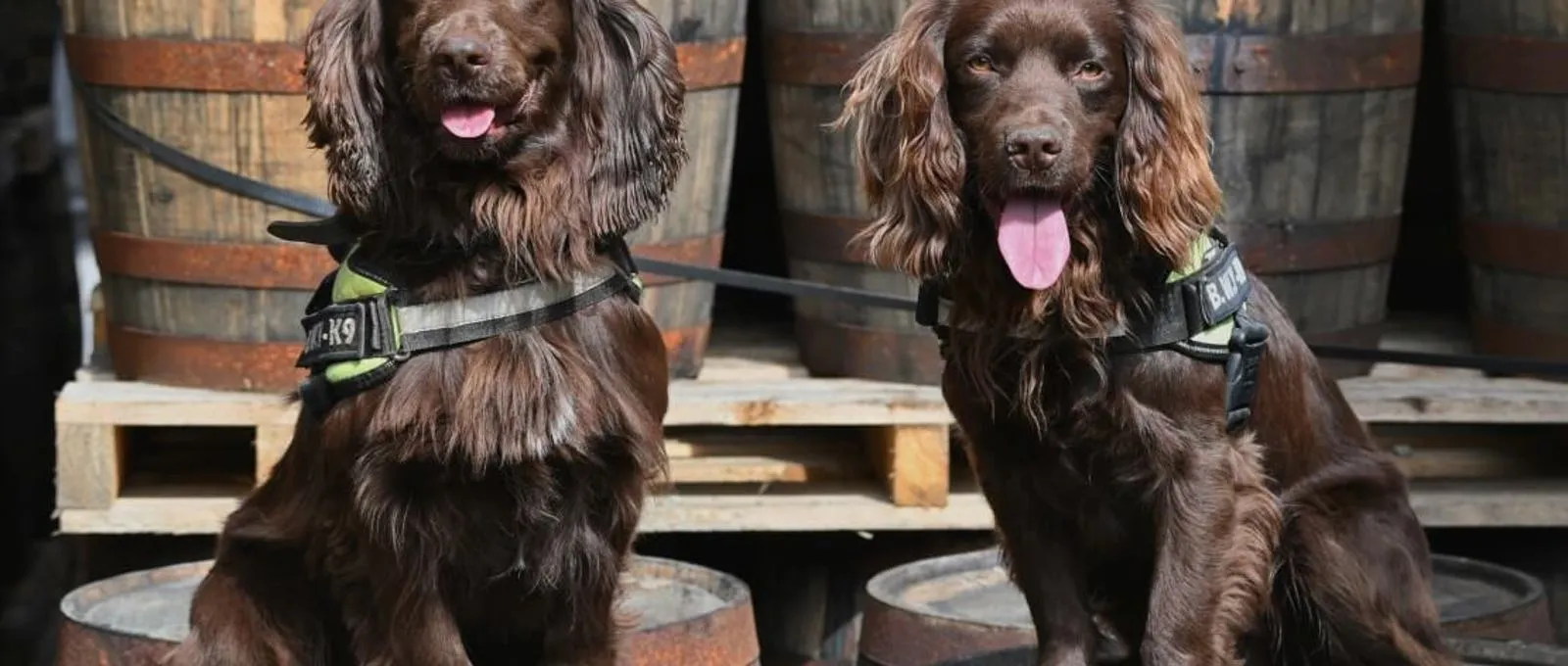 Rocco lands dream job as Grant’s Whisky’s sniffer dog