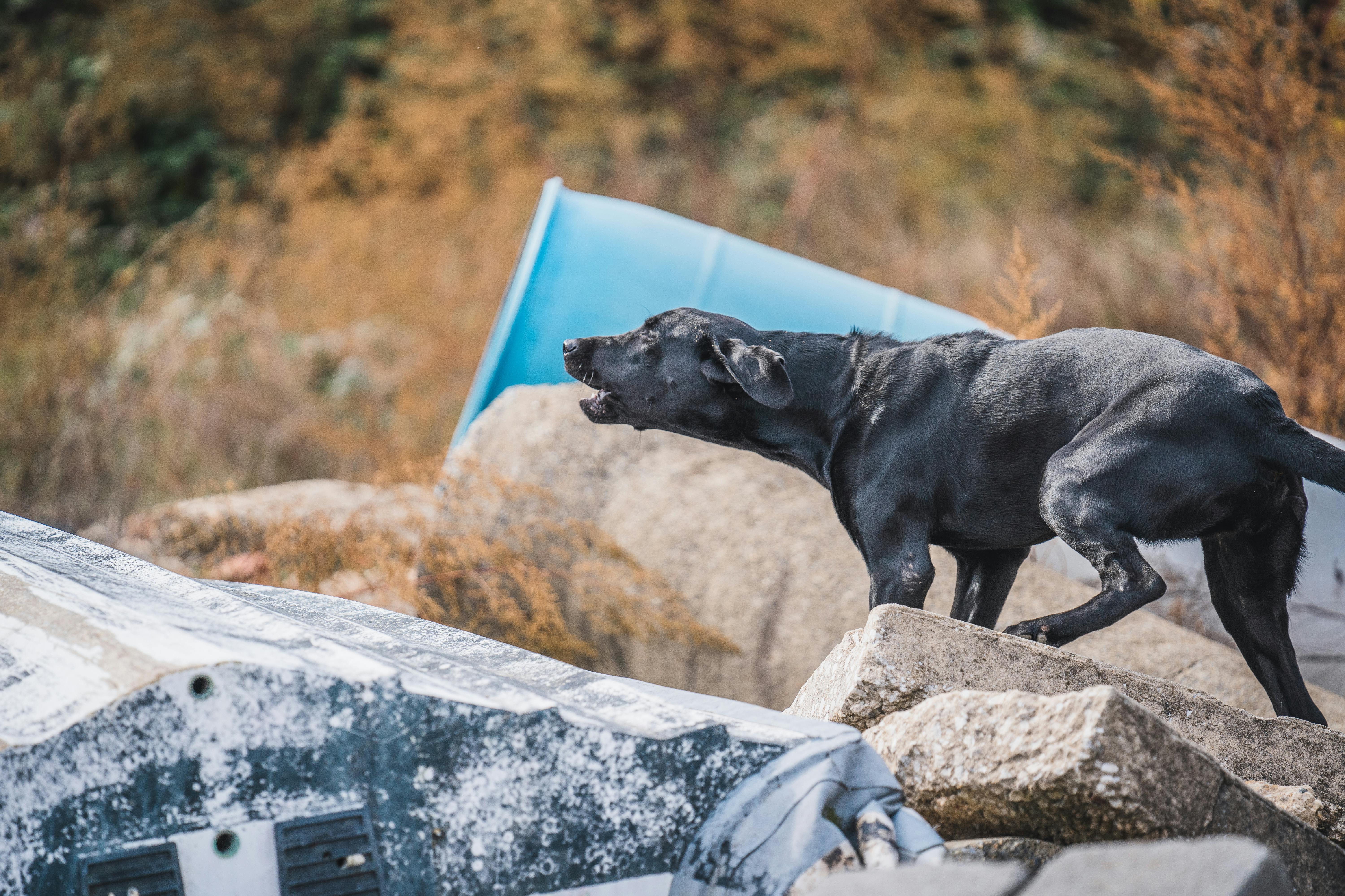 Rubble-searching dogs joining Halifax Fire and Emergency
