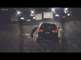 San Diego Sheriff's K-9 takedown goes viral