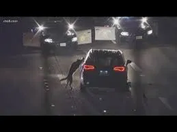 San Diego Sheriff's K-9 takedown goes viral