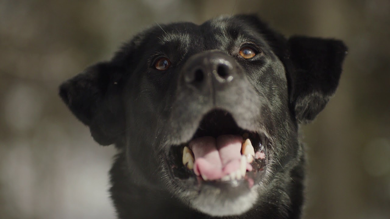Search and Rescue Dogs Association of Alberta