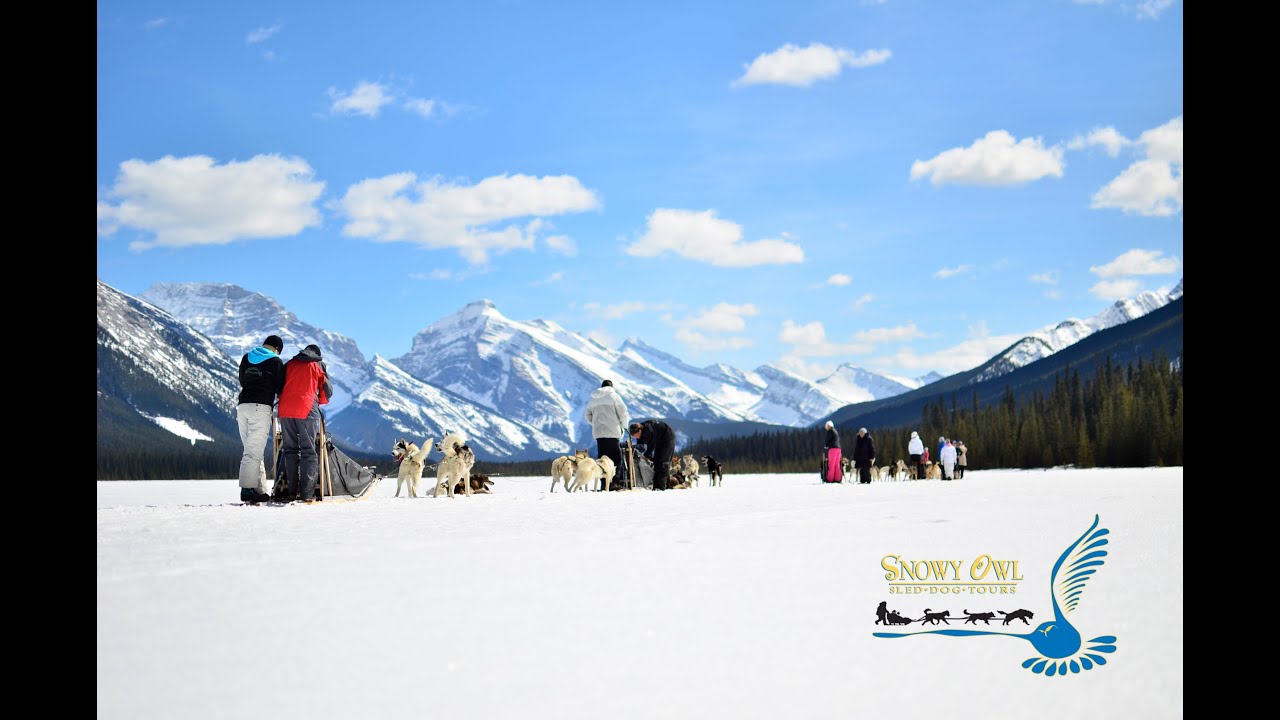 Snowy Owl Sled Dog Tours Promotion Movie