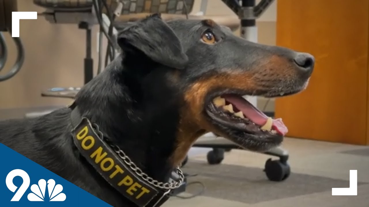 Smallest K9 in the country helps patrol VA hospital