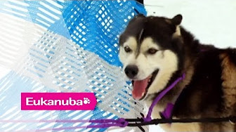 Sports & Adventure | Extraordinary Dogs