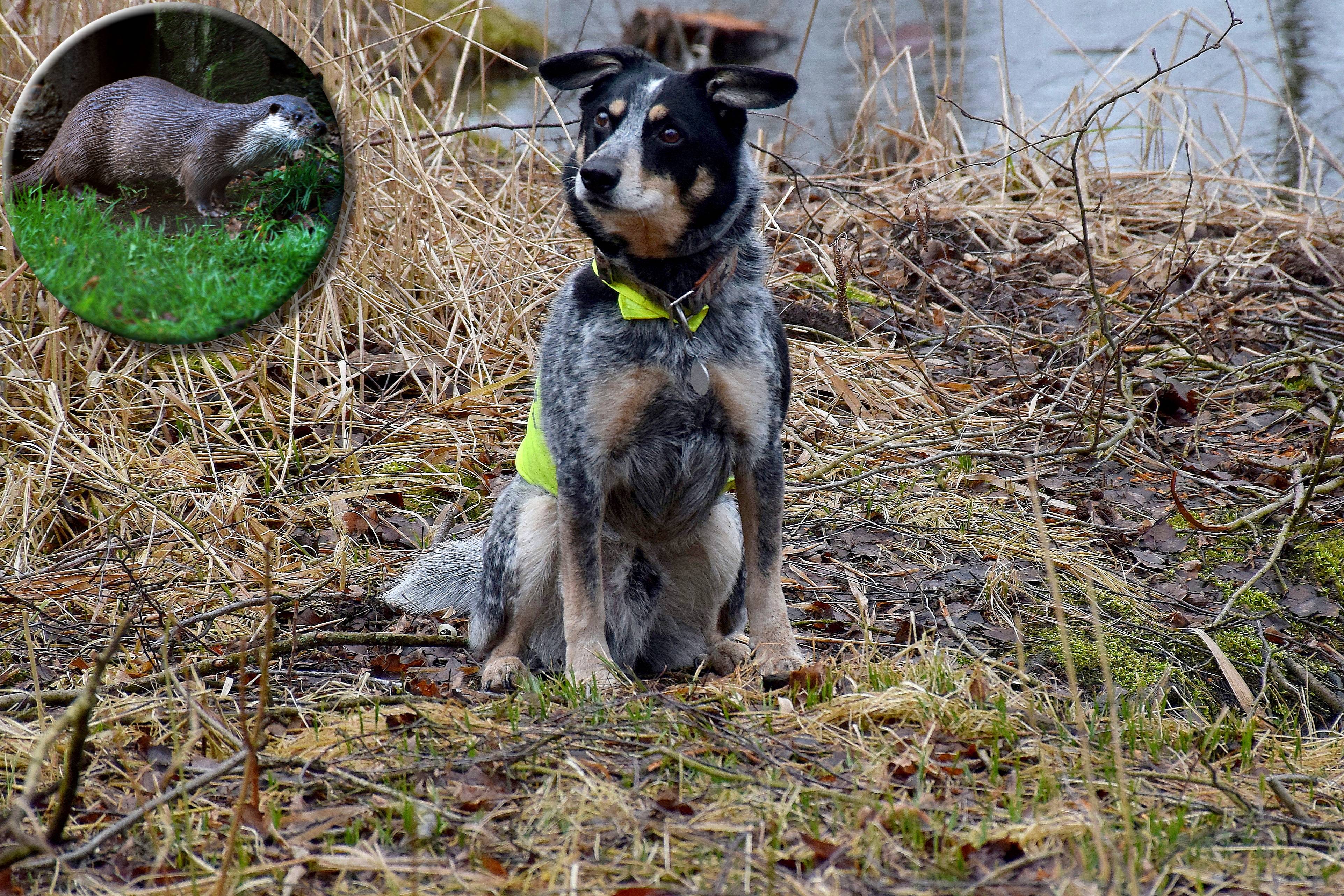 The worldwide use of wildlife detection dogs – and how they became part of our life