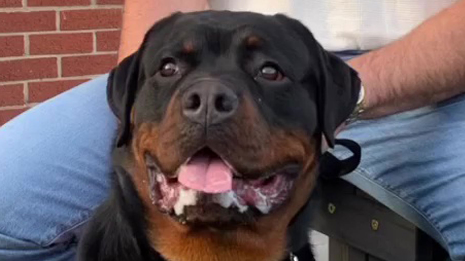 Tyson Fury buys ‘£20,000 top security dog’ to help protect family home