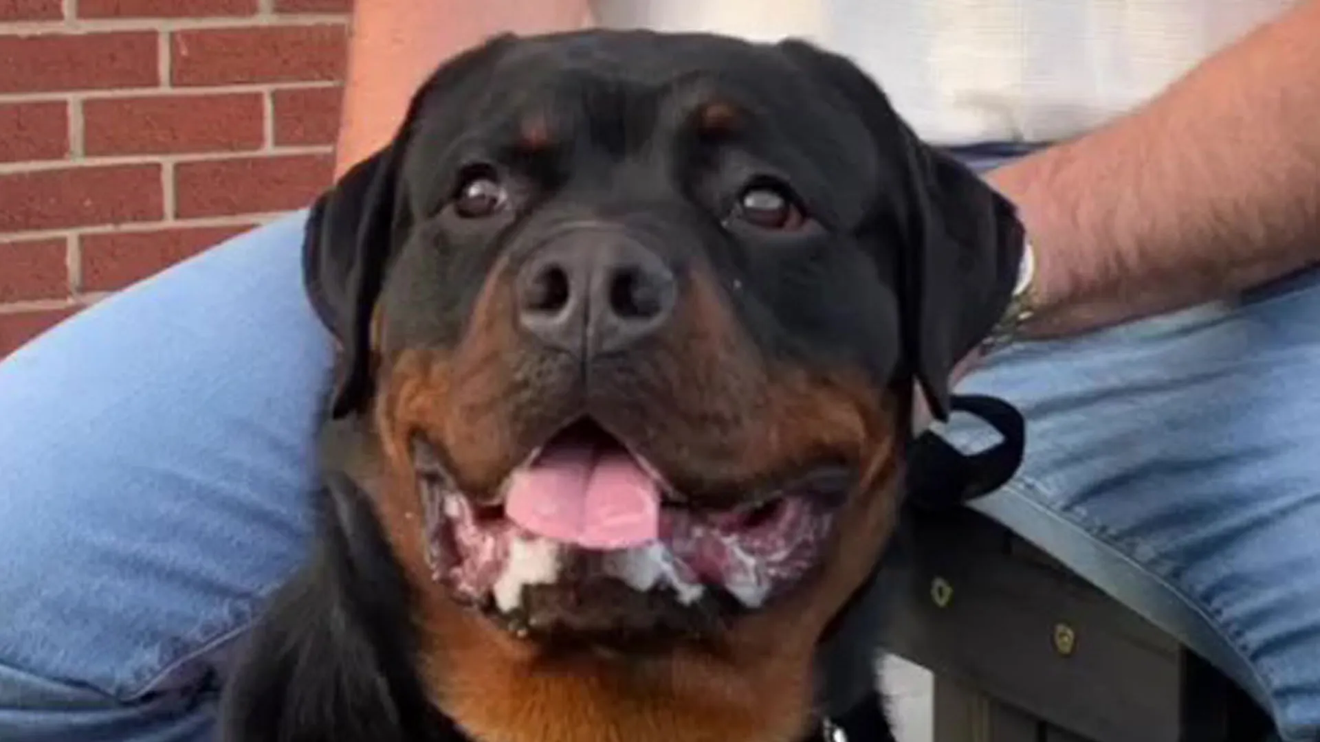 Tyson Fury buys ‘£20,000 top security dog’ to help protect family home