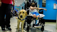 This dog knows 40 commands and can play cards. A hospital hired him.
