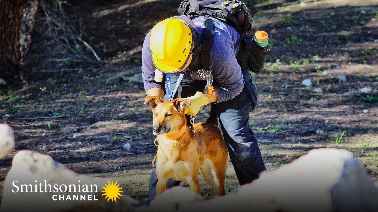 This Dog Specializes in Very Dangerous Search-and-Rescue Ops