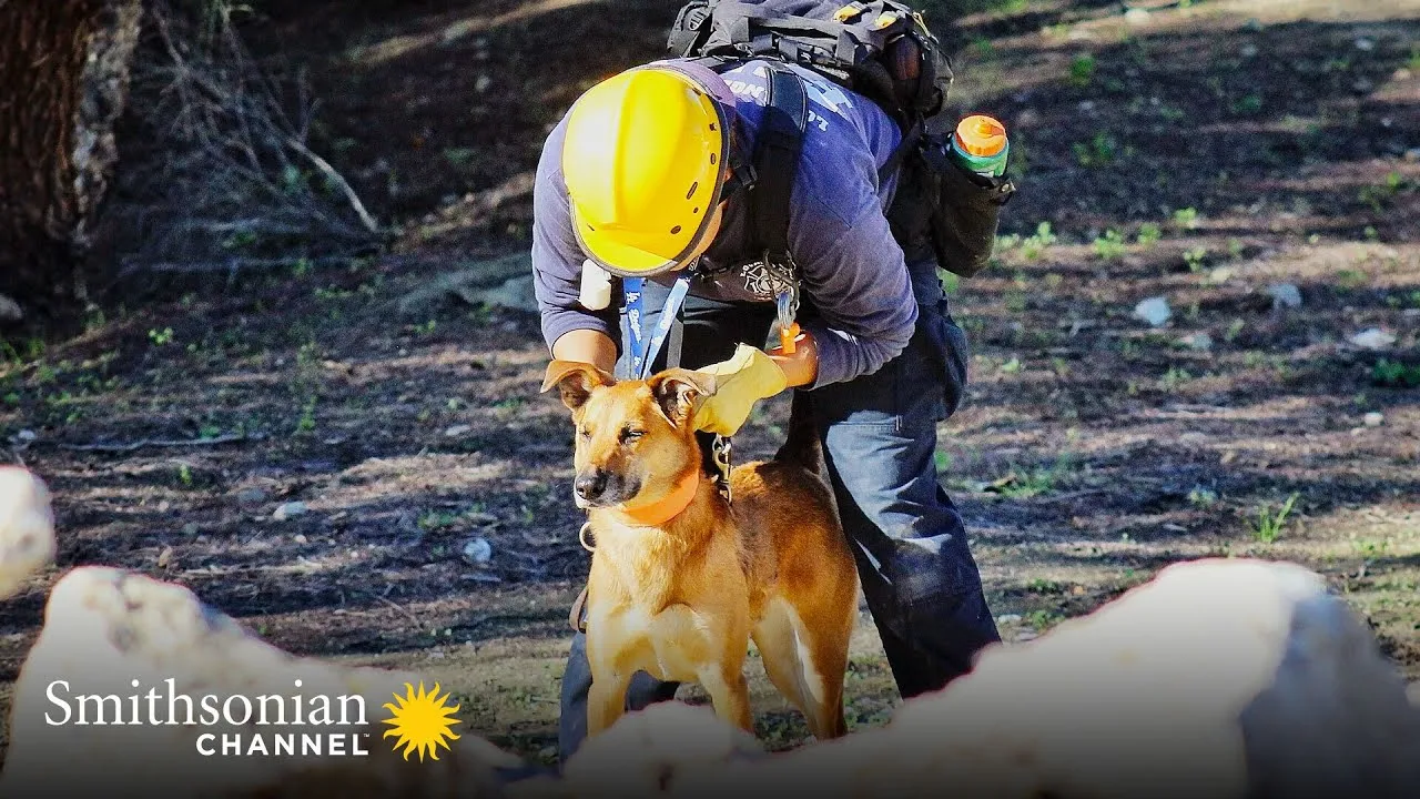 This Dog Specializes in Very Dangerous Search-and-Rescue Ops