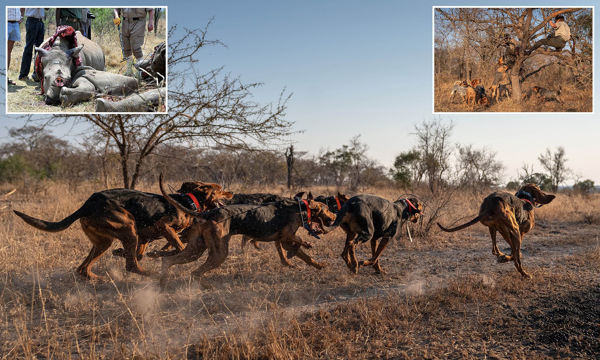 They have already saved 45 Rhinos from being ‘po.ach.ed’!