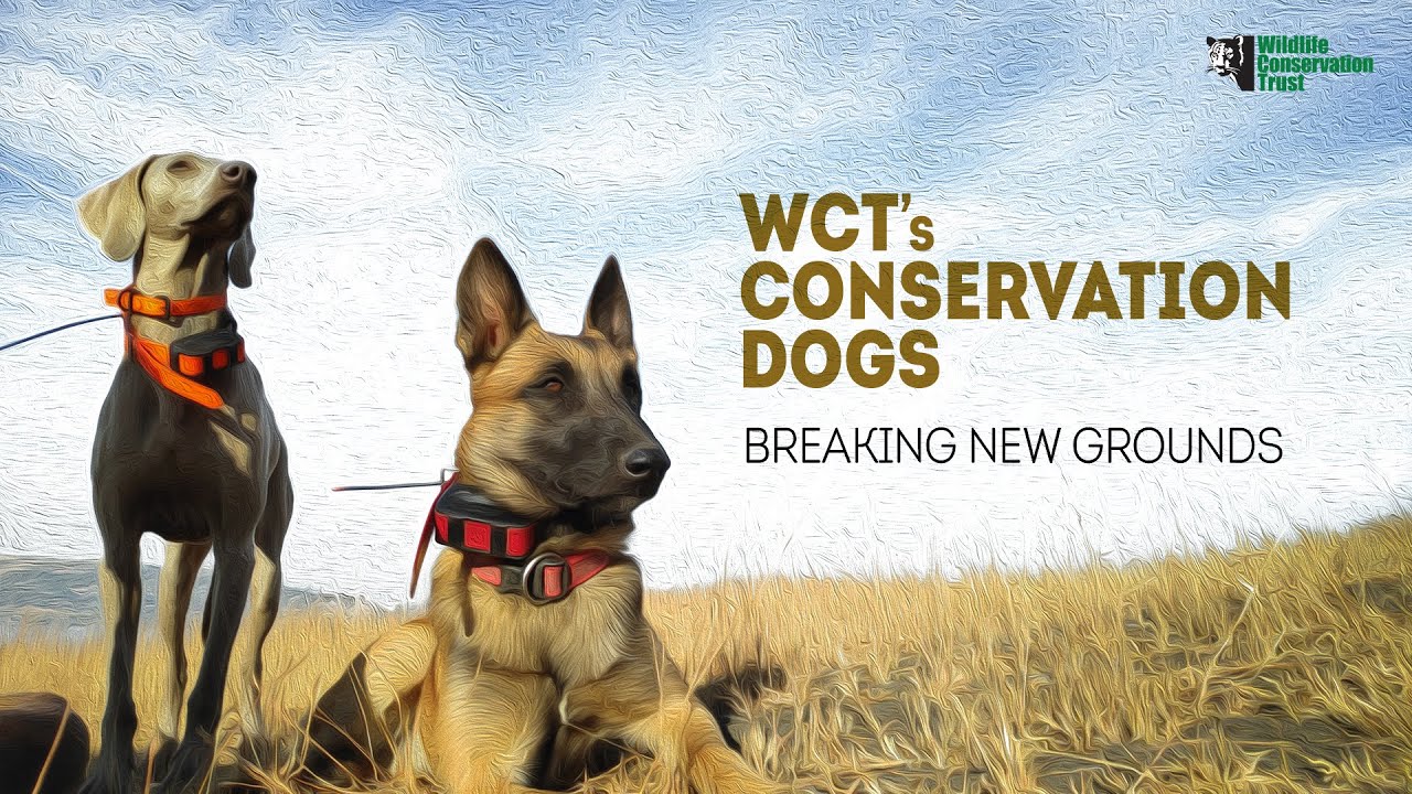 WCT’s Conservation Dogs: Breaking New Grounds