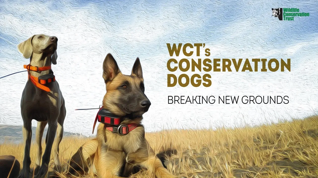 WCT’s Conservation Dogs: Breaking New Grounds