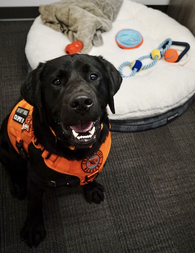Wellness dog provides support, stress relief on OSU Corvallis campus